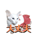 三角な猫6（個別スタンプ：2）