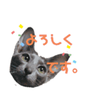 三角な猫6（個別スタンプ：5）