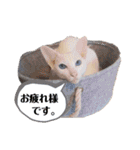 三角な猫6（個別スタンプ：6）