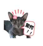 三角な猫6（個別スタンプ：7）