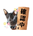 三角な猫6（個別スタンプ：9）