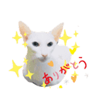 三角な猫6（個別スタンプ：10）