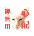 三角な猫6（個別スタンプ：13）