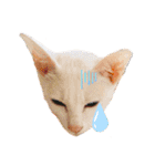 三角な猫6（個別スタンプ：16）