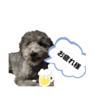 プードルレオン君（個別スタンプ：2）