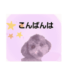 プードルレオン君（個別スタンプ：6）