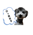 プードルレオン君（個別スタンプ：7）