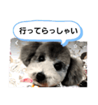 プードルレオン君（個別スタンプ：8）