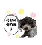 プードルレオン君（個別スタンプ：9）