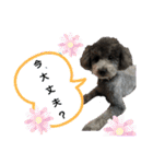 プードルレオン君（個別スタンプ：13）