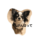 紋二郎と二葉 2（個別スタンプ：2）