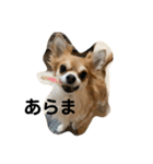 紋二郎と二葉 2（個別スタンプ：26）
