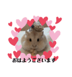 ふわもこ♡ほっこりハムスターの日常♪（個別スタンプ：1）