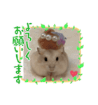 ふわもこ♡ほっこりハムスターの日常♪（個別スタンプ：6）