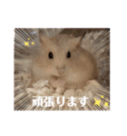 ふわもこ♡ほっこりハムスターの日常♪（個別スタンプ：10）