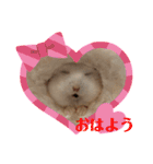 ふわもこ♡ほっこりハムスターの日常♪（個別スタンプ：16）