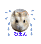 ふわもこ♡ほっこりハムスターの日常♪（個別スタンプ：23）