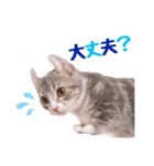 マンチカンすずの日常スタンプ 第二弾（個別スタンプ：2）
