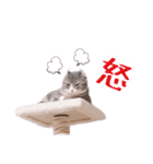 マンチカンすずの日常スタンプ 第二弾（個別スタンプ：4）