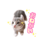 マンチカンすずの日常スタンプ 第二弾（個別スタンプ：5）