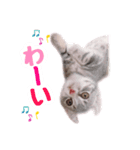 マンチカンすずの日常スタンプ 第二弾（個別スタンプ：9）