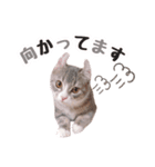 マンチカンすずの日常スタンプ 第二弾（個別スタンプ：10）