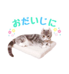 マンチカンすずの日常スタンプ 第二弾（個別スタンプ：11）