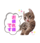 マンチカンすずの日常スタンプ 第二弾（個別スタンプ：12）