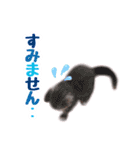 マンチカンすずの日常スタンプ 第二弾（個別スタンプ：13）