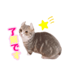 マンチカンすずの日常スタンプ 第二弾（個別スタンプ：14）
