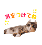 マンチカンすずの日常スタンプ 第二弾（個別スタンプ：15）