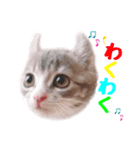マンチカンすずの日常スタンプ 第二弾（個別スタンプ：16）