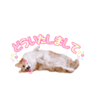 コーギーきなこ＆くるみの仲良しスタンプ（個別スタンプ：6）