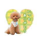 トイプードルのルフィくん（個別スタンプ：3）