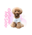 トイプードルのルフィくん（個別スタンプ：4）