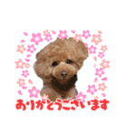 トイプードルのルフィくん（個別スタンプ：6）