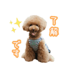 トイプードルのルフィくん（個別スタンプ：7）