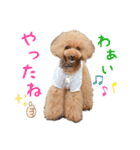 トイプードルのルフィくん（個別スタンプ：11）