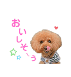 トイプードルのルフィくん（個別スタンプ：13）