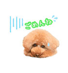 トイプードルのルフィくん（個別スタンプ：15）