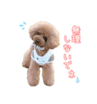 トイプードルのルフィくん（個別スタンプ：16）