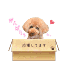 トイプードルのルフィくん（個別スタンプ：17）