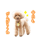 トイプードルのルフィくん（個別スタンプ：18）