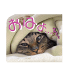 ウチの6きょうだい_part2（個別スタンプ：13）
