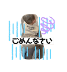 あおの使えるスタンプ（個別スタンプ：7）