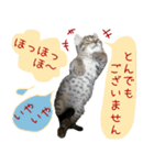 喜怒哀楽10匹の猫ちゃんず（個別スタンプ：29）