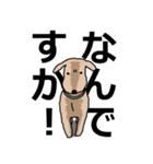 愛犬マーブル・アポロ（個別スタンプ：38）