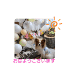 ぱぴぱぴパピヨン20（個別スタンプ：2）
