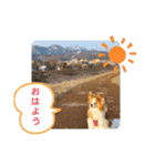 ぱぴぱぴパピヨン20（個別スタンプ：3）