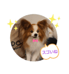 ぱぴぱぴパピヨン20（個別スタンプ：17）